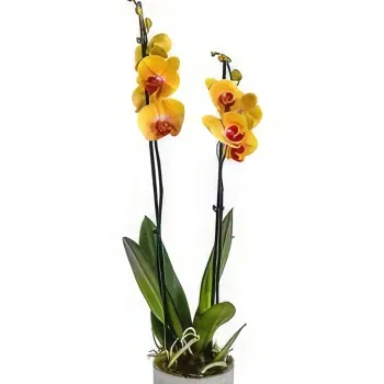 Perryfields-virágok- Orchidea Elegance Együttes Virágkötészeti csokor