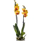 Birmingham flowers  -  Orchid Elegance Ensemble Flower Bouquet/Arrangement