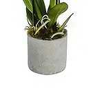 Birmingham flowers  -  Orchid Elegance Ensemble Flower Bouquet/Arrangement