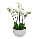 Birmingham flowers  -  Orchid Elegance Flower Bouquet/Arrangement