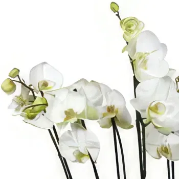 Abbey Hulton and Townsend flowers  -  Orchid Elegance Flower Bouquet/Arrangement