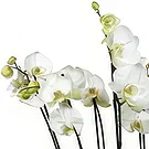 Birmingham flowers  -  Orchid Elegance Flower Bouquet/Arrangement