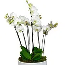 Birmingham flowers  -  Orchid Elegance Flower Bouquet/Arrangement