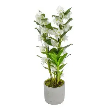 Abbey Road flowers  -  Enchanting Orchid Blooms Flower Bouquet/Arrangement