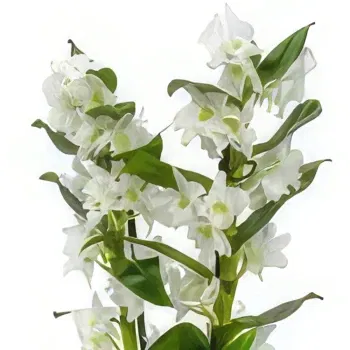 Pallion flowers  -  Enchanting Orchid Blooms Flower Bouquet/Arrangement