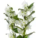 Birmingham flowers  -  Enchanting Orchid Blooms Flower Bouquet/Arrangement