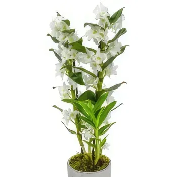 Loughton Alderton flowers  -  Enchanting Orchid Blooms Flower Bouquet/Arrangement