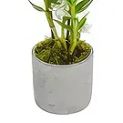 Birmingham flowers  -  Enchanting Orchid Blooms Flower Bouquet/Arrangement
