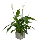 Birmingham flowers  -  Orchid Oasis Gifts Flower Bouquet/Arrangement