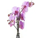 Birmingham flowers  -  Whimsical Orchid Wonders Flower Bouquet/Arrangement