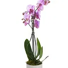 Birmingham flowers  -  Whimsical Orchid Wonders Flower Bouquet/Arrangement