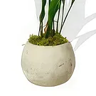 Birmingham flowers  -  Delicate Orchid Whispers Flower Bouquet/Arrangement