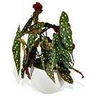 Birmingham flowers  -  Orchid Radiance  Flower Bouquet/Arrangement