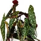 Birmingham flowers  -  Orchid Radiance  Flower Bouquet/Arrangement