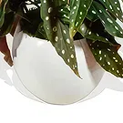 Birmingham flowers  -  Orchid Radiance  Flower Bouquet/Arrangement