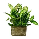 Birmingham flowers  -  Serenity Orchid Selection Flower Bouquet/Arrangement