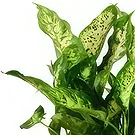 Birmingham flowers  -  Serenity Orchid Selection Flower Bouquet/Arrangement