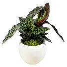 Birmingham flowers  -  Velvet Orchid Luxuries Flower Bouquet/Arrangement