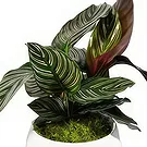 Birmingham flowers  -  Velvet Orchid Luxuries Flower Bouquet/Arrangement