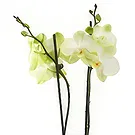 Birmingham flowers  -  Eternal Orchid Ensembles Flower Bouquet/Arrangement