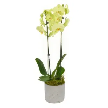 York flowers  -  Dreamy Orchid Treasures Flower Bouquet/Arrangement