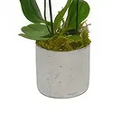 Birmingham flowers  -  Dreamy Orchid Treasures Flower Bouquet/Arrangement