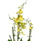 Birmingham flowers  -  Enigmatic Orchid Charms Flower Bouquet/Arrangement