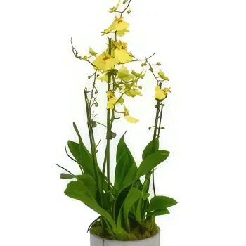 Aldershot flowers  -  Enigmatic Orchid Charms Flower Bouquet/Arrangement