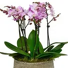 Birmingham flowers  -  Orchid Harmony Collection Flower Bouquet/Arrangement