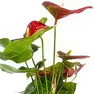 Birmingham flowers  -  Midnight Orchid Surprises Flower Bouquet/Arrangement