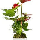 Birmingham flowers  -  Midnight Orchid Surprises Flower Bouquet/Arrangement