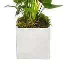 Birmingham flowers  -  Midnight Orchid Surprises Flower Bouquet/Arrangement