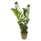 Birmingham flowers  -  Blossom Bliss Orchids Flower Bouquet/Arrangement