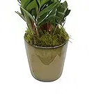Birmingham flowers  -  Blossom Bliss Orchids Flower Bouquet/Arrangement