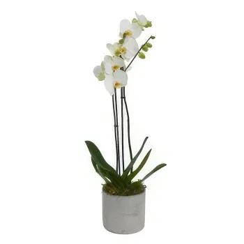 Penkridge West flowers  -  Opulent Orchid Bouquets Flower Bouquet/Arrangement