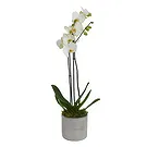 Birmingham flowers  -  Opulent Orchid Bouquets Flower Bouquet/Arrangement