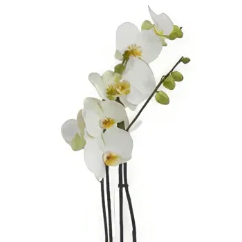 Archway flowers  -  Opulent Orchid Bouquets Flower Bouquet/Arrangement