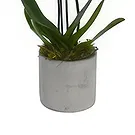Birmingham flowers  -  Opulent Orchid Bouquets Flower Bouquet/Arrangement
