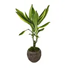 Birmingham flowers  -  Celestial Orchid Delights Flower Bouquet/Arrangement