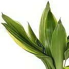 Birmingham flowers  -  Celestial Orchid Delights Flower Bouquet/Arrangement