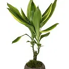 Birmingham flowers  -  Celestial Orchid Delights Flower Bouquet/Arrangement