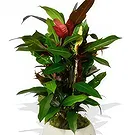 Birmingham flowers  -  Blooming Botany Box Flower Bouquet/Arrangement