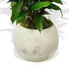 Birmingham flowers  -  Blooming Botany Box Flower Bouquet/Arrangement