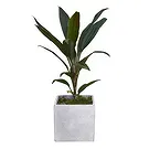 Birmingham flowers  -  Verdant Oasis Collection Flower Bouquet/Arrangement