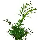 Birmingham flowers  -  Tropical Tranquility Treasures Flower Bouquet/Arrangement