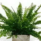 Birmingham flowers  -  Zen Garden Delight Flower Bouquet/Arrangement