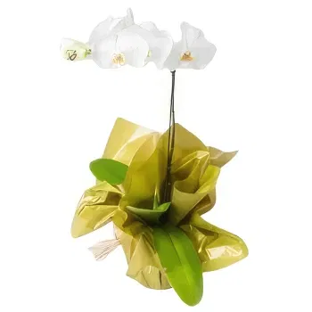 Brazil online Florist -  For Gift Bouquet