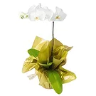 flores Sao Paulo floristeria -  Para regalo Ramo de flores/arreglo floral