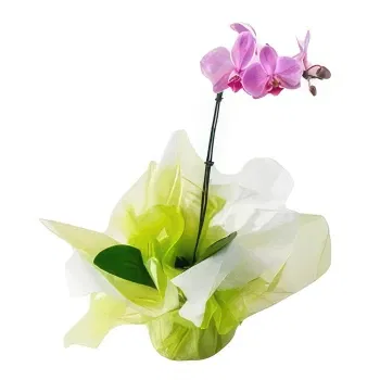 Brazil online Florist - Lime Choice Bouquet