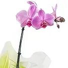 flores Sao Paulo floristeria -  Elección de lima Ramo de flores/arreglo floral
